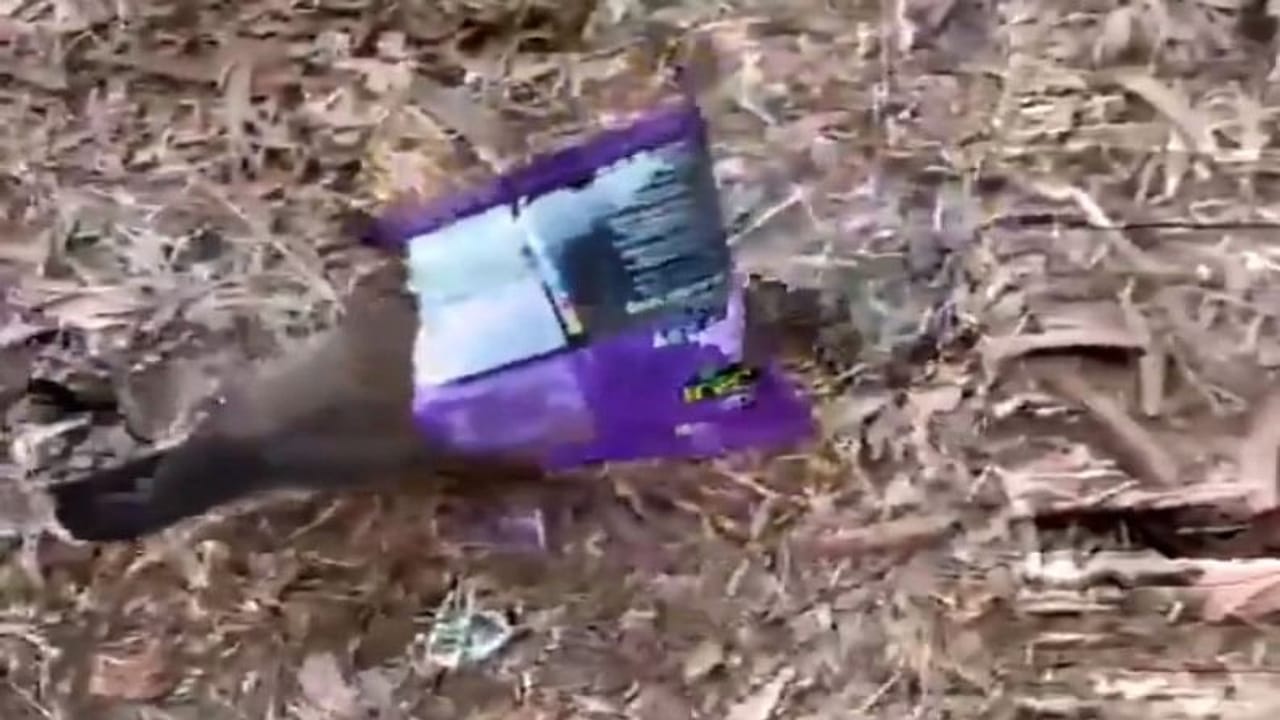 સ્નેક્સના પેકેટમાંથી બહાર નીકળવા તરફડતી રહી મેના, તેના સંઘર્ષનો વીડિયો થયો વાયરલ