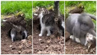 Viral Video : માત્ર 23 સેકન્ડમાં સસલાએ બિલાડીને ભણાવ્યો પાઠ, વિડીયો જોઈને તમે પણ આશ્ચર્યચકિત થઈ જશો !