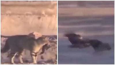 Viral Video: એને આખરે શિકારી જ શિકાર બની ગયો, જુઓ LIVE VIDEOમાં કોણ કોનો શિકાર કરી ગયુ