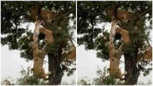 Viral Video : ઝાડ પર લટકતા હરણ માટે 6 સિંહો લડ્યા, વીડિયો જોઈ તમે પણ થઈ જશો સ્તબ્ધ !