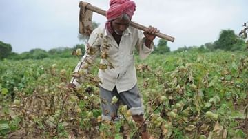 Botad : વરસાદ ખેંચાતા ખેડૂતોમાં ચિંતા, કપાસ-મગફળી અને તલ સહિતનો પાક મરણપથારીએ