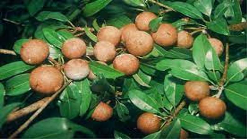 Navsari : ફળફળાદિ ચીકુના પાકમાં માખીઓનો ઉપદ્રવ વધ્યો, ખેડૂતોને નુકસાનની ભીતિ
