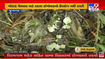 Junagadh : નરસિંહ મહેતા યુનિવર્સિટીની ટીમને મળી મોટી સફળતા, ગિરનારના જંગલમાં મળી માંસાહારી વનસ્પતિ