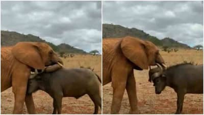 Video: હાથી અને ભેંસની દોસ્તીએ દરેકનું દિલ જીતી લીધું, દોસ્તી જોઈને તમે પણ કહેશો વાહ