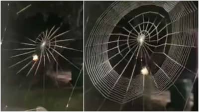 WOW કરોળીયાએ કોઇ મશીનની જેમ બનાવી જાળ, વીડિયોમાં તેની સુંદરતા જોઇ લોકો થયા દિવાના