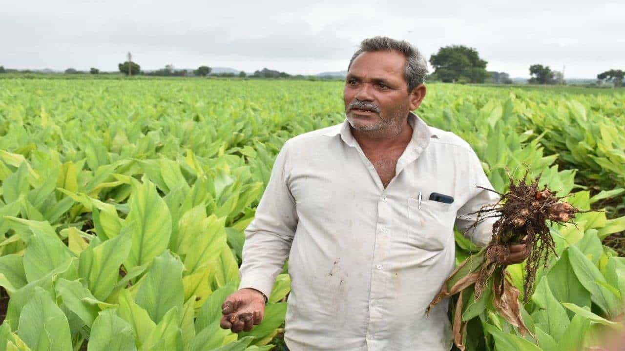 વધતી માગના કારણે હળદરના ભાવમાં વધારો, ખેડૂતોને હળદરની ખેતી કરી શકે છે માલામાલ