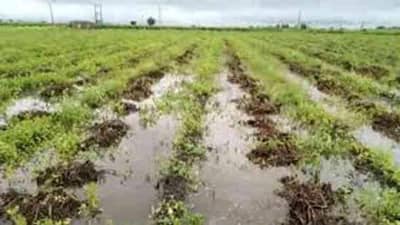 RAJKOT : ધોરાજીમાં ભારે વરસાદથી ખેતરોમાં કપાસ, મગફળી, સોયાબીન અને એરંડાનો ઉભો પાક બળી ગયો, ખેડૂતોને ભારે નુકસાની