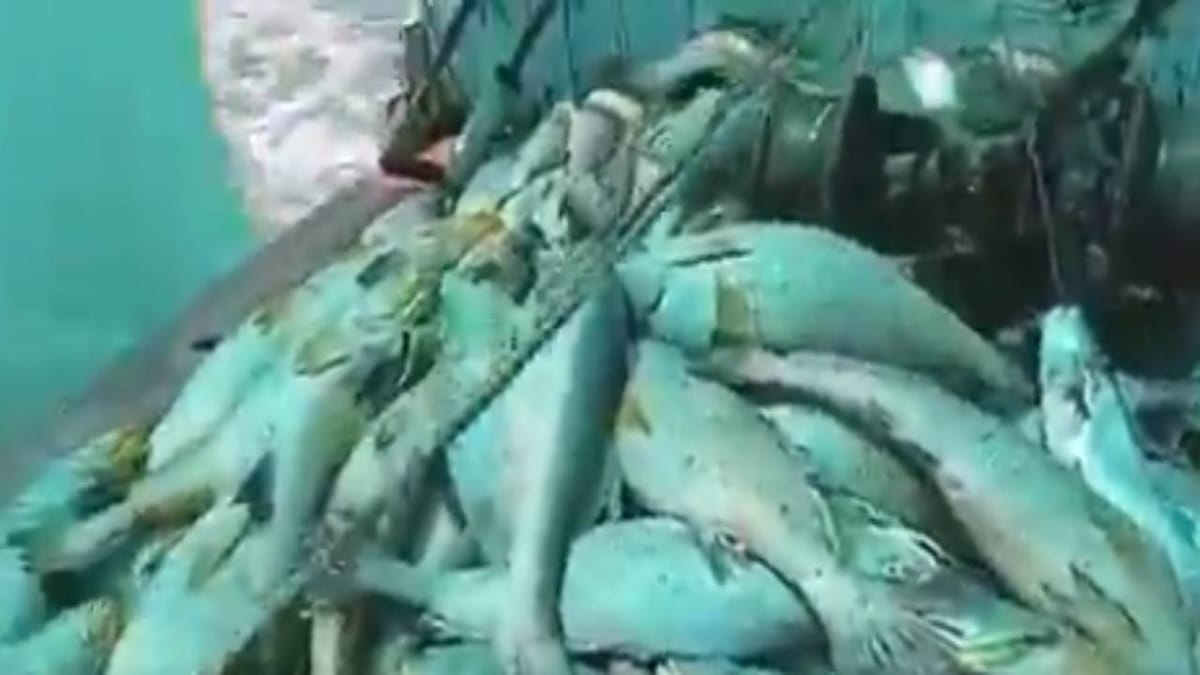 Fisherman : માછીમારની જાળમાં એવું તે શું ફસાયું કે રાતોરાત બની ગયો કરોડપતિ !