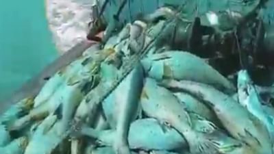 Fisherman : માછીમારની જાળમાં એવું તે શું ફસાયું કે રાતોરાત બની ગયો કરોડપતિ !