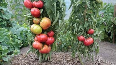 અહીં રીંગણના છોડમાંથી ઉગાડવામાં આવે છે ટામેટા ! જાણો કેવી રીતે ?