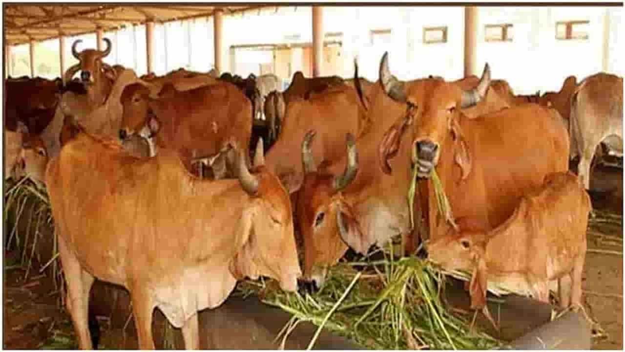 Gopal Ratna Award : પશુપાલકોને મળી શકે છે 2 થી 5 લાખ રૂપિયાનો પુરસ્કાર, આ રીતે કરો અરજી