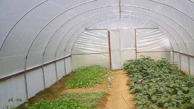 શાકભાજીની નર્સરીમાંથી લાખો રૂપિયા કમાય છે આ ખેડૂત, જાણો તેની ખેતી પદ્ધતિ