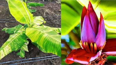 કેળના ઝાડના કચરાને વેસ્ટ ન સમજો, તેમાંથી મળતા ફાઈબર દ્વારા ખેડૂતો કરી શકે છે કમાણી