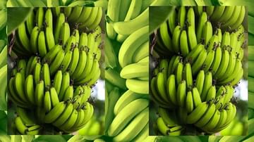 કેળાની ખેતી કરતા ખેડૂતો માટે કામની વાત, જાણો કેળાને લાંબા સમય સુધી તાજા કેવી રીતે રાખી શકાય
