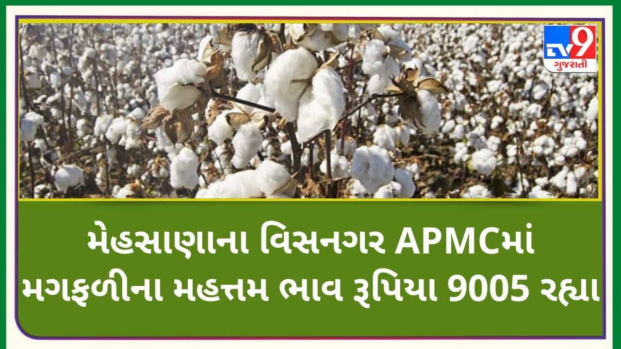 Mandi મેહસાણાના વિસનગર APMCમાં મગફળીના મહત્તમ ભાવ રૂપિયા 9005 રહ્યા, જાણો જુદા-જુદા પાકના ભાવ