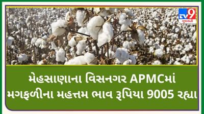 Mandi મેહસાણાના વિસનગર APMCમાં મગફળીના મહત્તમ ભાવ રૂપિયા 9005 રહ્યા, જાણો જુદા-જુદા પાકના ભાવ