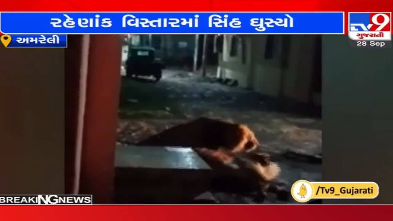 Amreli : ખાંભામાં શહેરની સોસાયટીમાં સિંહ આવી જતા ફફડાટ, ગાયનો શિકાર કરતો વિડીયો થયો વાયરલ