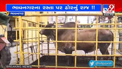 ભાવનગરના માર્ગો પર મોટા ખાડાઓ અને રખડતા ઢોર, બંનેમાંથી જીવના જોખમે બચવું પડે છે