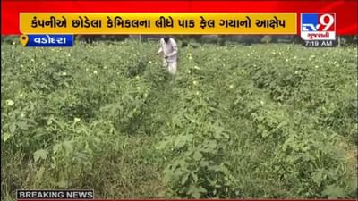 VADODARA : દહેજની કંપનીએ કેમિકલ છોડતા વડોદરા અને ભરુચમાં કપાસનો પાક નષ્ટ થયાના આક્ષેપો