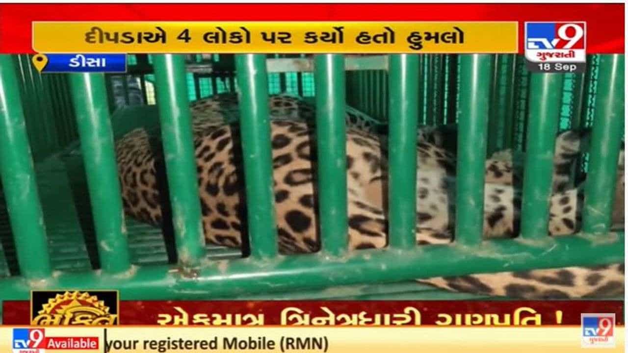 Banaskantha :આદમખોર દીપડો પાંજરે પુરાયો, લોકોએ રાહતનો શ્વાસ લીધો