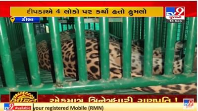 Banaskantha :આદમખોર દીપડો પાંજરે પુરાયો, લોકોએ રાહતનો શ્વાસ લીધો Banaskantha :આદમખોર દીપડો પાંજરે પુરાયો, લોકોએ રાહતનો શ્વાસ લીધો