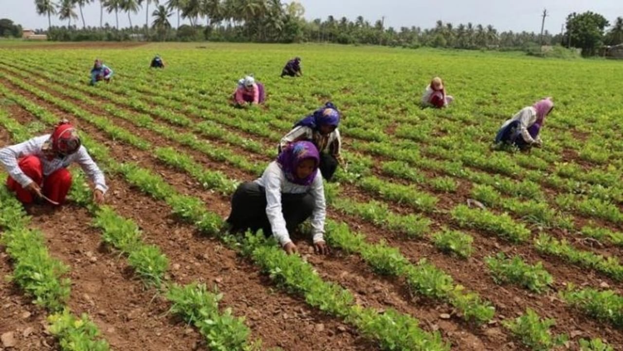 e-Shramik Card: ઈ-શ્રમ પોર્ટલ પર થઈ રહી છે નોંધણી, જાણો ખેડૂતોને મળશે આ યોજનાનો લાભ ?