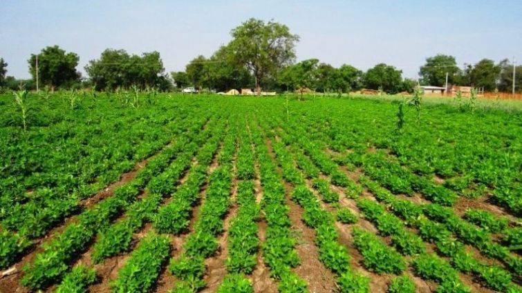 Farming: દેશભરમાં આગામી 1 વર્ષમાં 75 હજાર હેક્ટર વિસ્તારમાં ઔષધિની ખેતી થશે, સરકાર આપી રહી છે મફતમાં છોડ