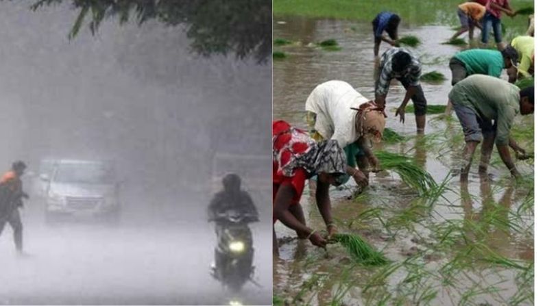 Gujarat માં મોસમનો કુલ 50 ટકા વરસાદ નોંધાયો, ત્રણ વર્ષની સરેરાશ સામે 95 ટકા વિસ્તારમાં વાવેતર
