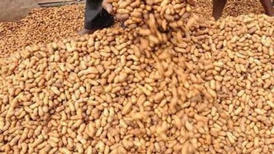ગુજરાતમાં આગામી લાભપાંચમથી ટેકાના ભાવે મગફળી ખરીદીનો પ્રારંભ, 1 ઓકટોબરથી નોંધણી શરૂ