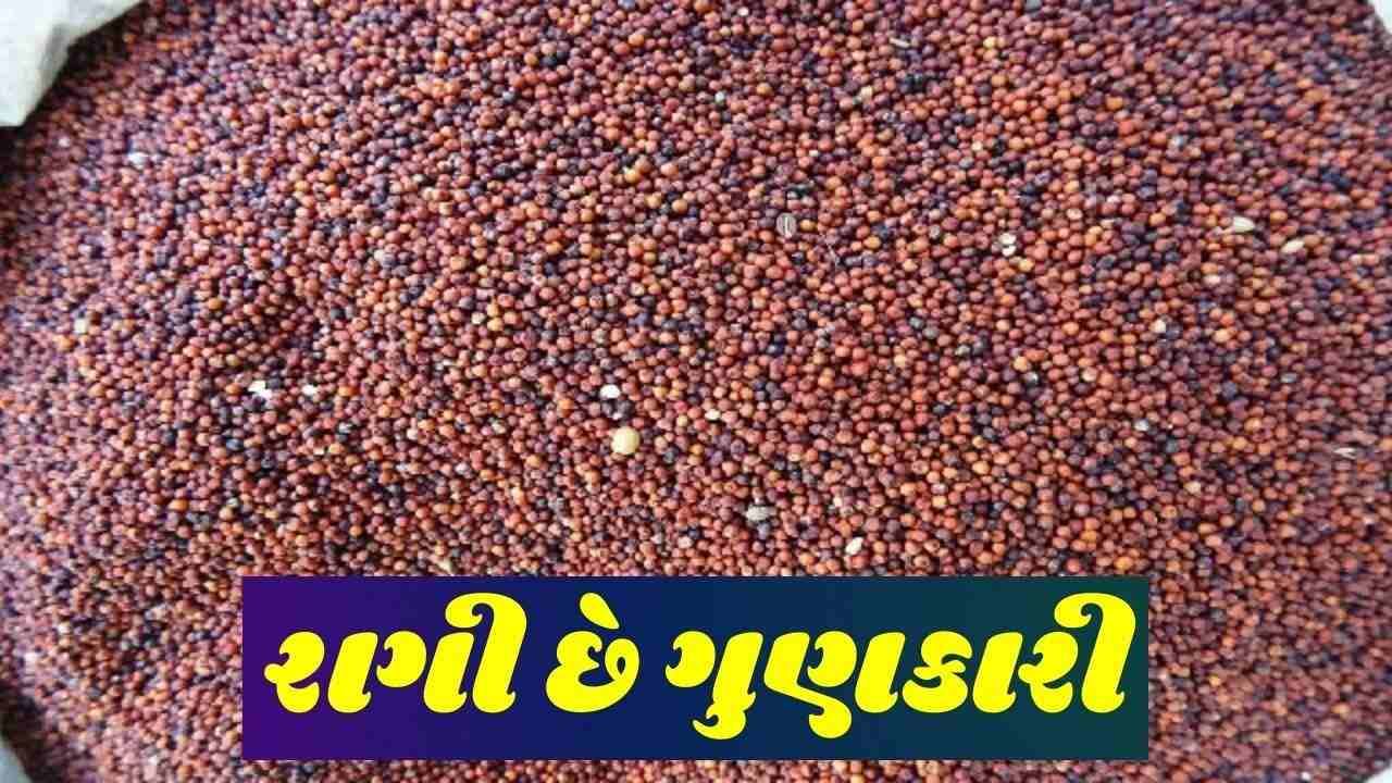 દૂધ નથી પીતા? તો આહારમાં રાગીનો કરો સમાવેશ, જાણો તેના 5 અમુલ્ય ફાયદા