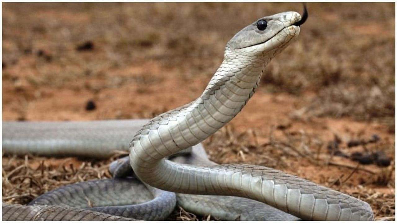 Snake Speed: ખતરનાક સાપનો આ વીડિયો જોઈને તમને પરસેવો છૂટી જશે Snake Speed: ખતરનાક સાપનો આ વીડિયો જોઈને તમને પરસેવો છૂટી જશે