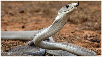 Snake Speed: ખતરનાક સાપનો આ વીડિયો જોઈને તમને પરસેવો છૂટી જશે