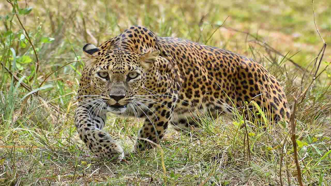 Leopard Attack LIVE: હુમલાખોર દીપડા સાથે જાંબાઝ દાદીએ ભીડી બાથ, અને પછી થયું કંઈક આવું, જુઓ Video