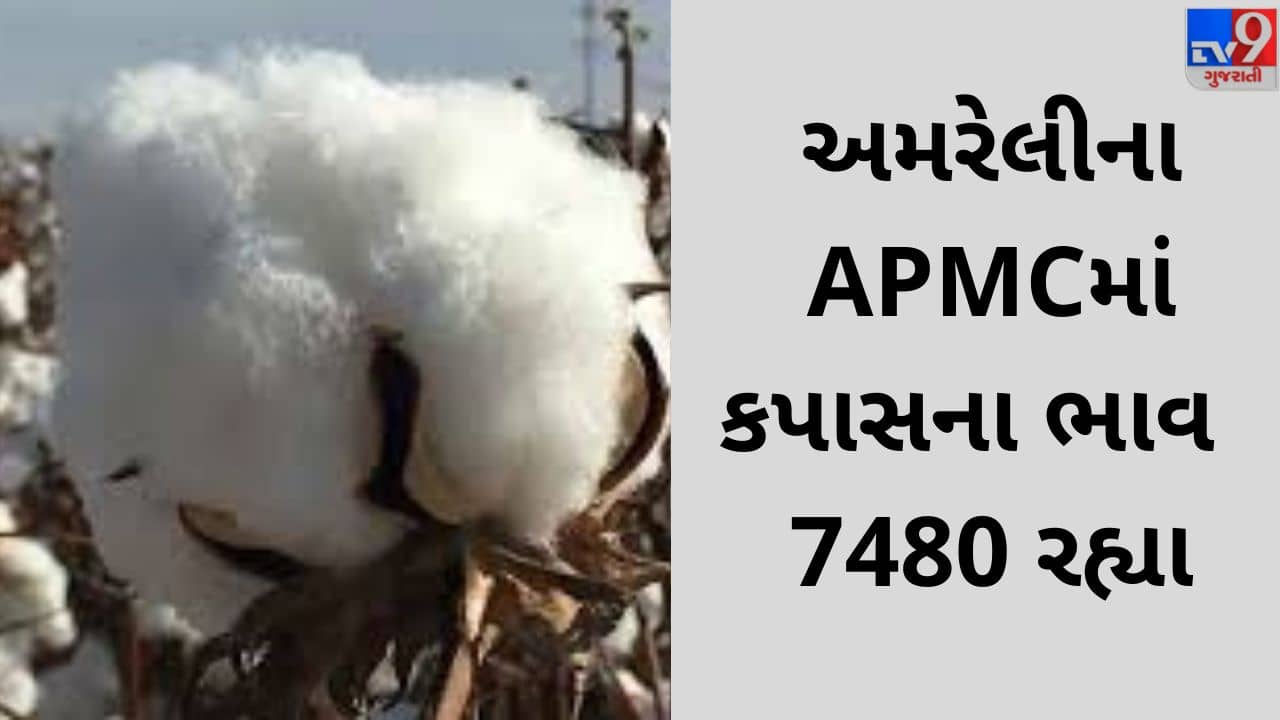 Mandi : અમરેલી APMCમાં કપાસના મહત્તમ ભાવ રૂપિયા 7480 રહ્યા, જાણો જુદા-જુદા પાકના ભાવ