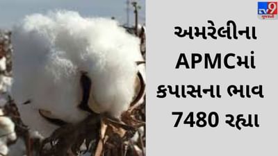 Mandi : અમરેલી APMCમાં કપાસના મહત્તમ ભાવ રૂપિયા 7480 રહ્યા, જાણો જુદા-જુદા પાકના ભાવ