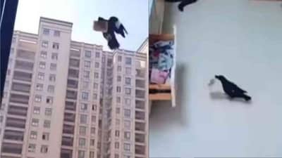 OMG: ચોર કાગડો! ચાંચમાં પૈસા ચોરીને લાવતા કાગડાનો વીડિયો વાયરલ