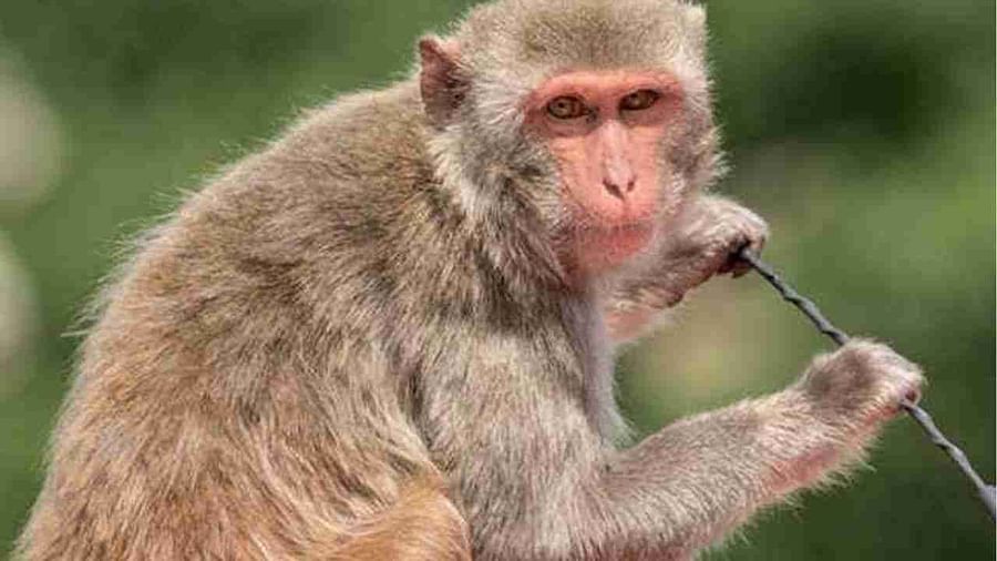 ગજબ !! વાંદરો બન્યો વિલન, પોતાને પકડાવનાર વ્યક્તિ પાસે બદલો લેવા આ વાંદરાએ 22 કિમીનો પ્રવાસ કરી દીધો