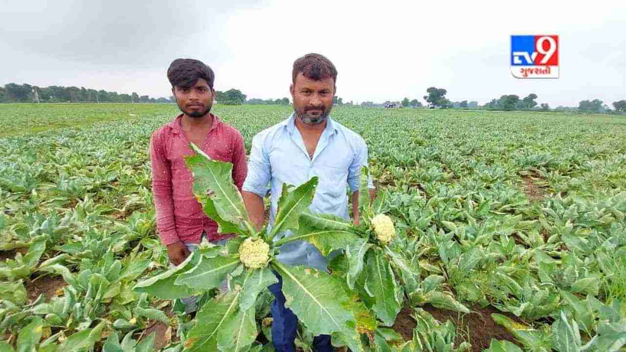 Sabarkantha: પ્રાંતિજ પંથકમાં ખેડૂતો પર આફત ઉતરી, આ કારણથી ખેતી નિષ્ફળ નિવડતા મુશ્કેલી