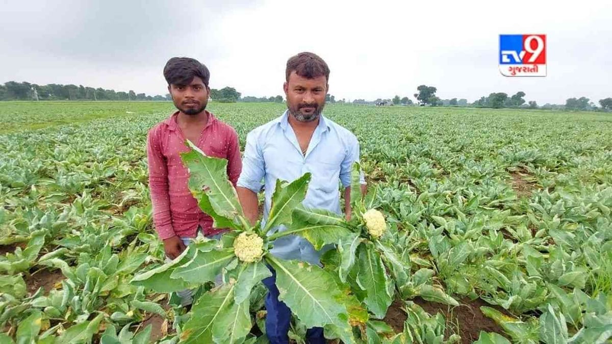 Sabarkantha: પ્રાંતિજ પંથકમાં ખેડૂતો પર આફત ઉતરી, આ કારણથી ખેતી નિષ્ફળ નિવડતા મુશ્કેલી