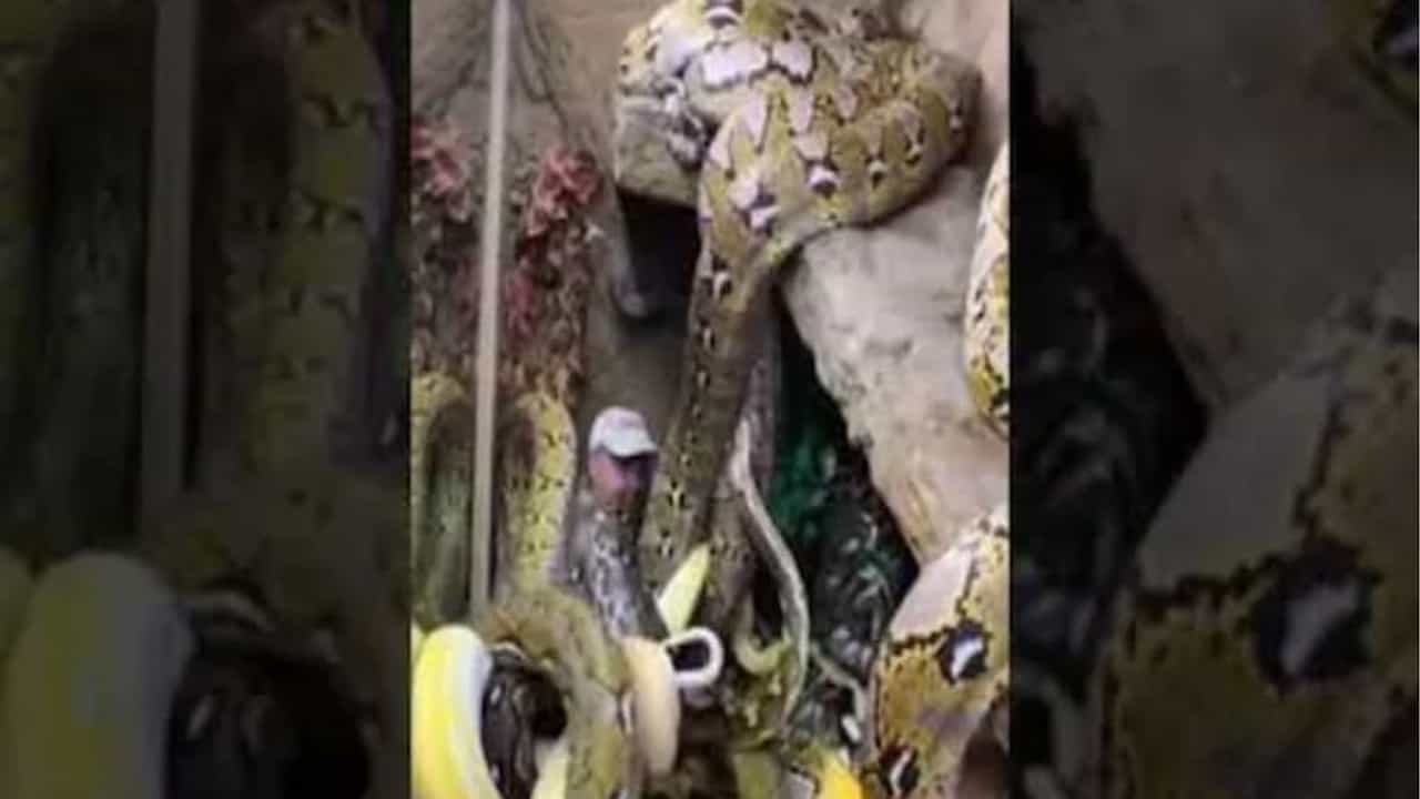 Viral Video: સાવધાન ! કમજોર દિલના લોકો ન જુએ આ વીડિયો, સાંપોના ઝૂંડ વચ્ચે ઉભેલા આ વ્યક્તિને જોઇને લાગી શકે છે ડર