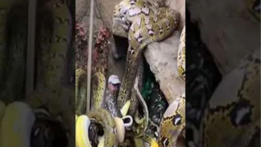 Viral Video: સાવધાન ! કમજોર દિલના લોકો ન જુએ આ વીડિયો, સાંપોના ઝૂંડ વચ્ચે ઉભેલા આ વ્યક્તિને જોઇને લાગી શકે છે ડર