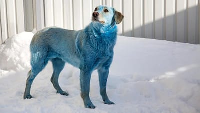 Pollution Effect : રશિયામાં શ્વાનનો રંગ બદલાઇને થઇ ગયો ભૂરો, ભારતમાં પણ આ પ્રકારની ઘટના બની ચૂકી છે