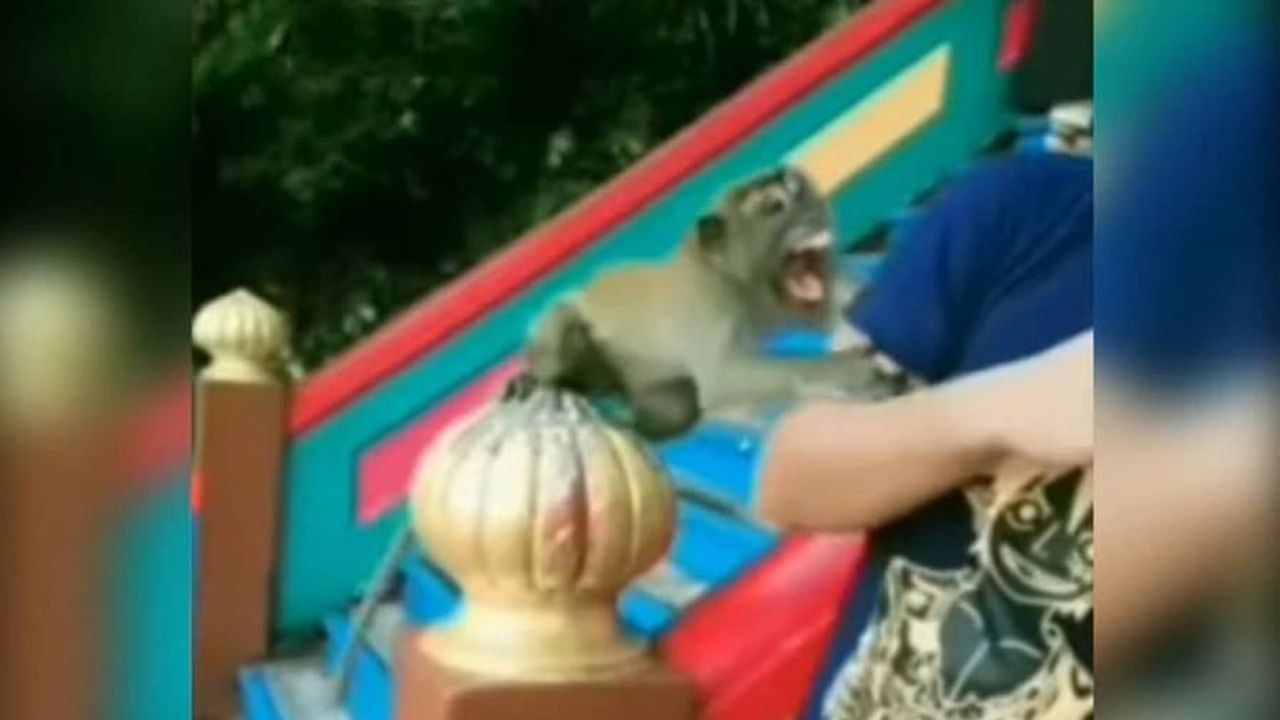 Video : આ વ્યક્તિ વાંદરા સાથે લઈ રહ્યો હતો સેલ્ફી, પછી જે થયુ એ જોઈને તમે પણ ચોંકી જશો !