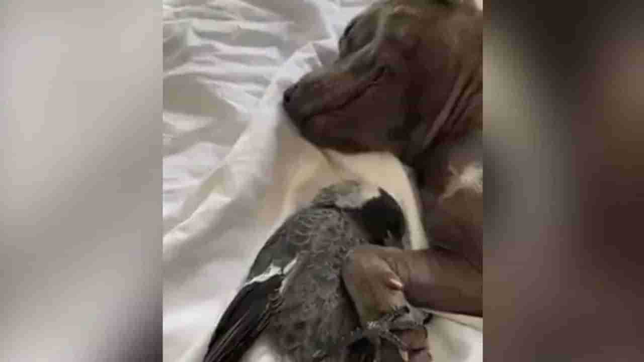 Video : કૂતરા અને કબૂતરની મસ્તીએ ઈન્ટરનેટ પર મચાવી ધમાલ, જોઈને તમે પણ કહેશો યે હોતી હૈ સચ્ચી દોસ્તી
