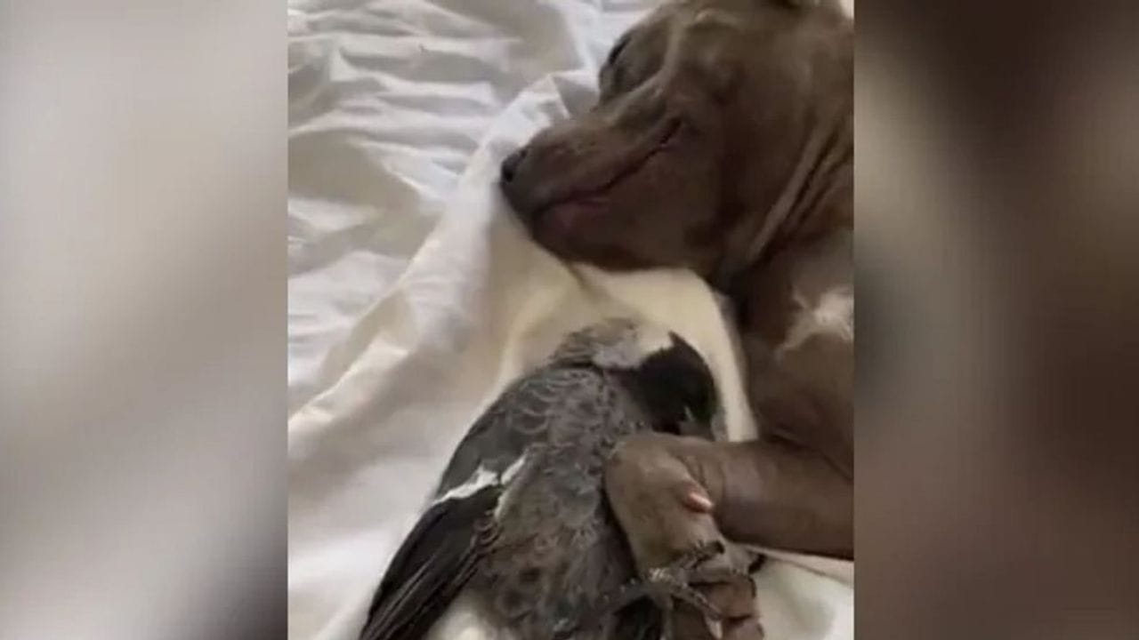 Video : કૂતરા અને કબૂતરની મસ્તીએ ઈન્ટરનેટ પર મચાવી ધમાલ, જોઈને તમે પણ કહેશો 'યે હોતી હૈ સચ્ચી દોસ્તી'