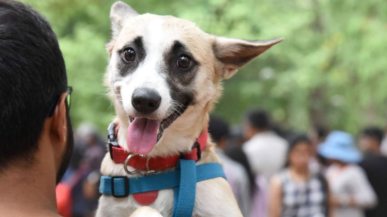 Pet Dog Policy: હવે પાલતુ પ્રાણી રાખવાનો શોખ પડશે મોંઘો, વાર્ષિક રજીસ્ટ્રેશનની સાથે ભરવી પડશે આટલી ફી
