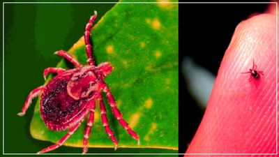 કોરોનાકાળમાં બીજી આફત: શું છે Scrub Typhus બીમારી? એક જીવાતના કરડવાથી જીવ ગુમાવી રહ્યા છે બાળકો