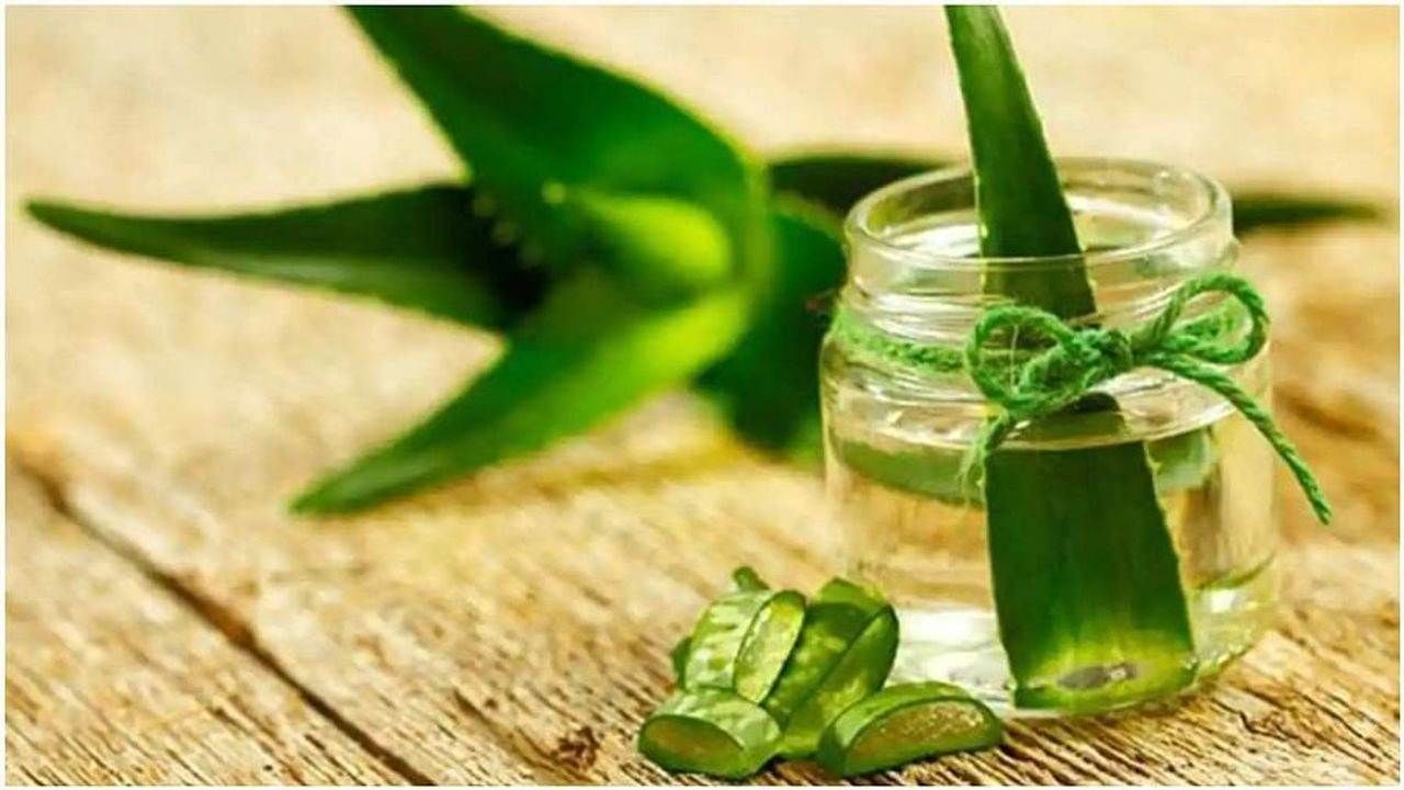 Homemade Aloe Vera Oil : કાળા અને લાંબા વાળ માટે ઘરે બનાવેલા એલોવેરા ઓઈલનો કરો ઉપયોગ