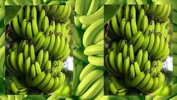 Banana : કેળા ખરીદતા સમયે અનેક લોકો કરે છે આ ભૂલ, તમે તો નથી કરતા ને ?