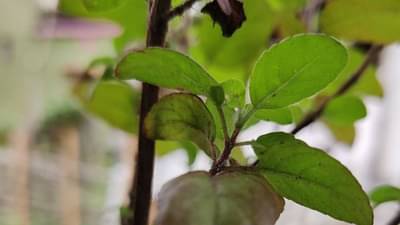 Tulsi: તુલસીના પાન ખાવાની સાચી રીત કંઈ છે, ચાવીને કે ગળીને?